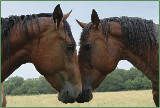 2 HORSES