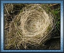 Nest