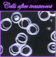 CELLS AFTER TREATMENT