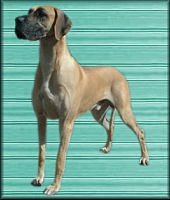 GREAT DANE