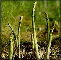 Asparagus