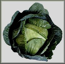 Cabbage