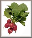 Radishes