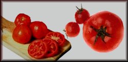 Tomatoes